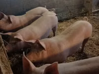 公猪, Pigs — 照片 1