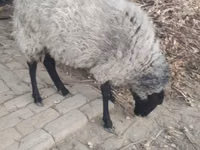 Oveja, Romanov sheep — foto 1