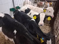 Bulle, Russian Black pied cattle — Foto 6
