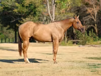 حصان, Quarter Horse — الصورة 3