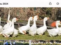 Geese — 5 зураг