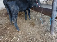 Cow, Cattle — photo 2