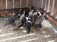 Guinea fowl — 3 зураг