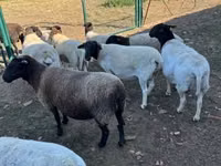 母羊, Dorper sheep — 照片 4