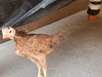 Chickens — 照片 5