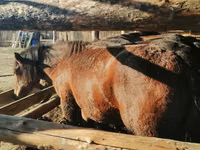 公马, Kustanai horse — 照片 1
