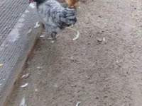 gallina danesa — foto 1