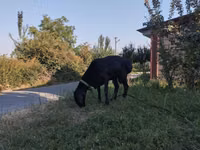 मेढ़ा, Red Karaman sheep — फ़ोटो 2