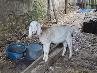 बकरी, Nubian Goat — फ़ोटो 1