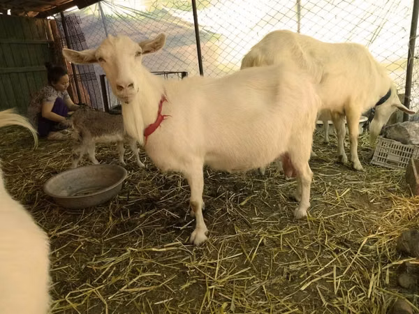 Goats (batch, sex not specified), Saanen goat
