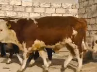 母牛, Latvian Blue cattle — 照片 3