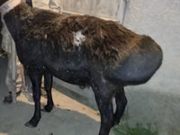 Хуц, Ordabasy sheep — 3 зураг