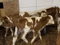 Бух, Simmental cattle — 5 зураг