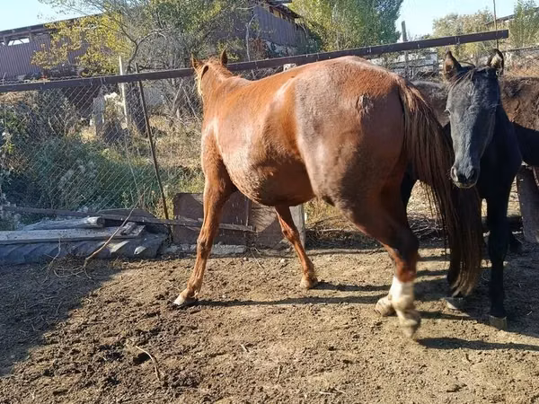 Yegua, Caballos