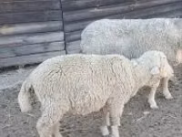 Ovejas (lote, sexo no especificado), Ovejas — foto 2