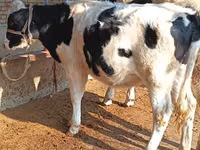 Rinder (Partie, Geschlecht nicht angegeben), Russian Black pied cattle — Foto 1