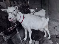 बकरी, Saanen goat — फ़ोटो 1