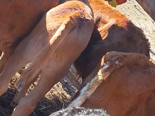 Cattle (batch, sex not specified), Simmental cattle