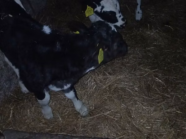 Бух, Russian Black pied cattle