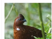 Guinea fowl — 照片 5