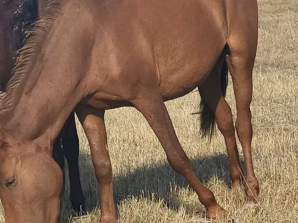 घोड़ी, Horse breed