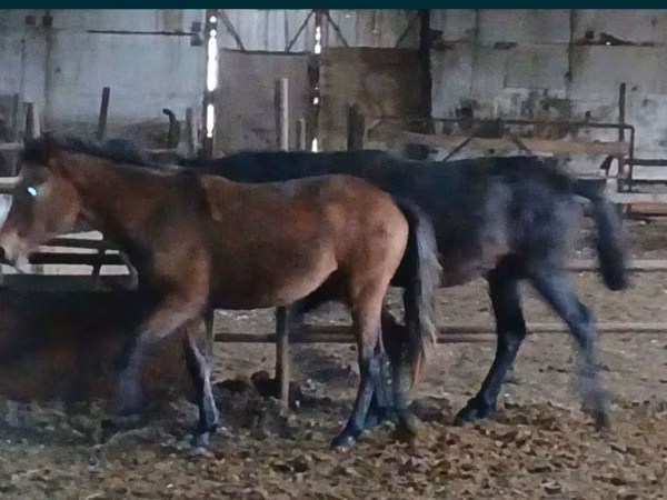 Horses (batch, sex not specified), Kazakh horse