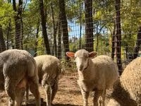 Хонь (бүлэг, хүйс заагаагүй), Ile-de-France sheep — 4 зураг