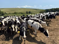 गाय, गोलस्टीन नस्ल — फ़ोटो 6