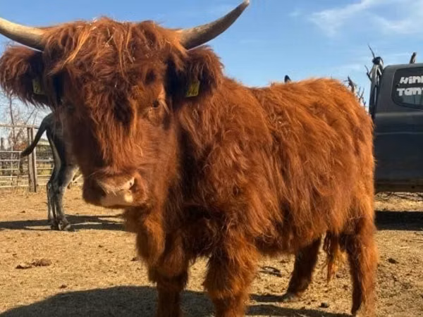 Үнээ, Highland