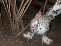 Japanisches Bantam — Foto 2