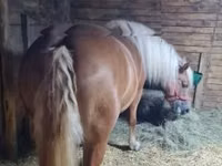 Mare, Horses — photo 7