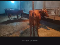 母牛, Cattle — 照片 5