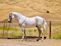 حصان, Quarter Horse — الصورة 2