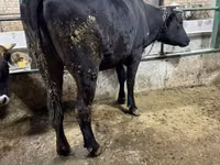 Cow, Alatau breed — photo 2