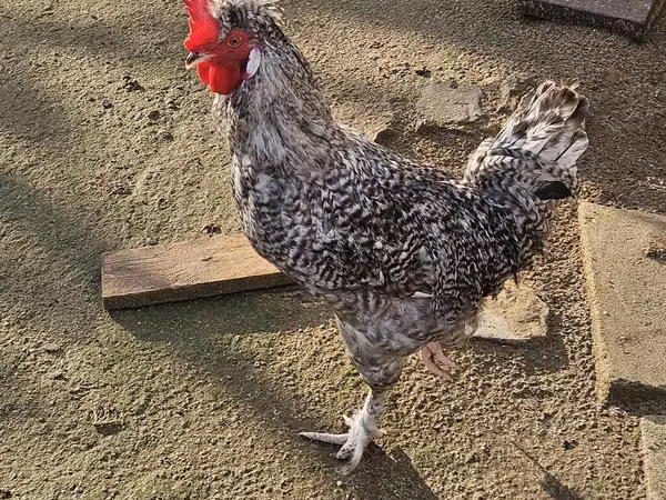 Chickens