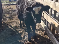 ثور, Swiss cattle — الصورة 6