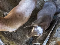 Widder, Hissar sheep — Foto 8