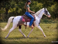 Horse (M), National Show Horse — photo 3