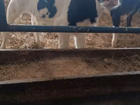 Bull, Russian Black pied cattle — photo 2