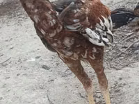 Chickens — फ़ोटो 3