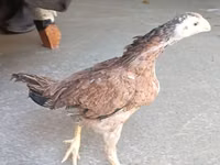 Chickens — 照片 3