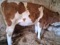 بقرة, Simmental cattle — الصورة 2