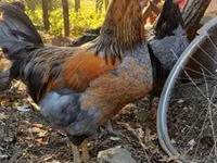 ससेक्स — फ़ोटो 3