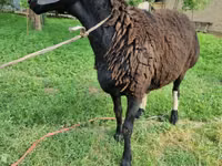 Widder, Blackheaded Persian sheep — Foto 6