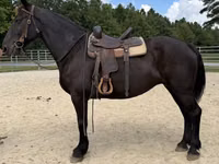 Азаргагүй морь, Percheron — 4 зураг