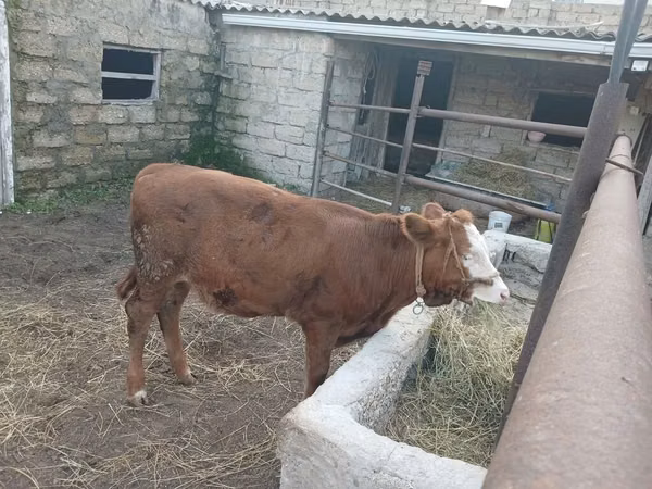 Cow, Simmental cattle