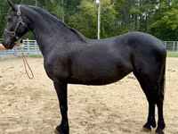 Азаргагүй морь, Friesian — 1 зураг