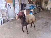 Хуц, Хонь — 3 зураг