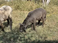 绵羊（批次，未指定性别）, Arabi sheep — 照片 3