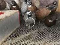 Guinea fowl — 照片 1